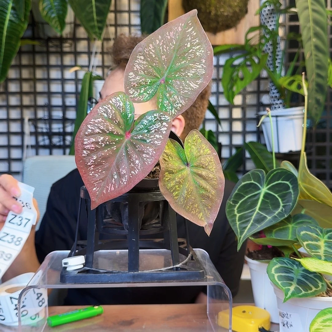 无花朵迷逗之心彩叶芋Z35