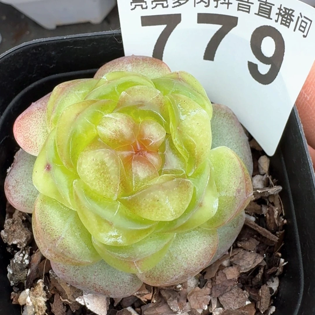 冰柚珍妮         多肉植物