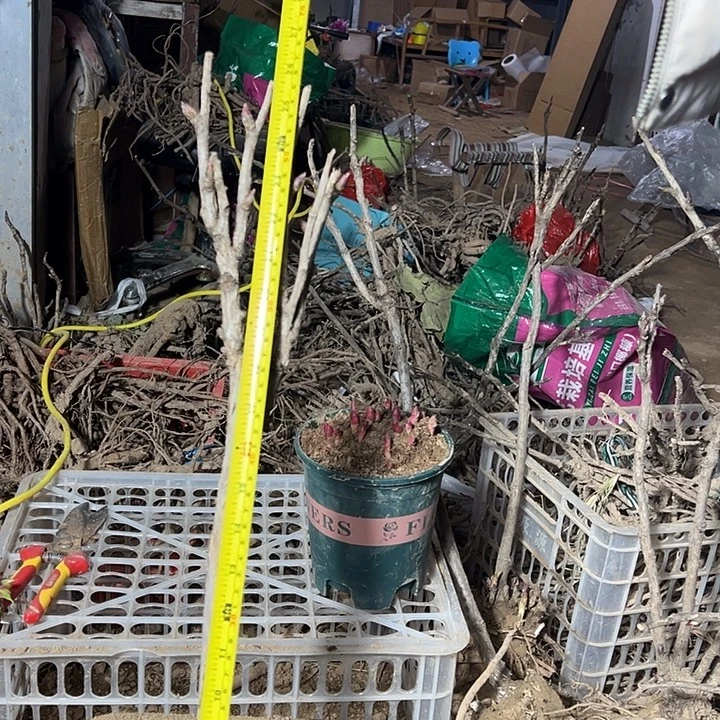 稳***新完全开放花王大颗