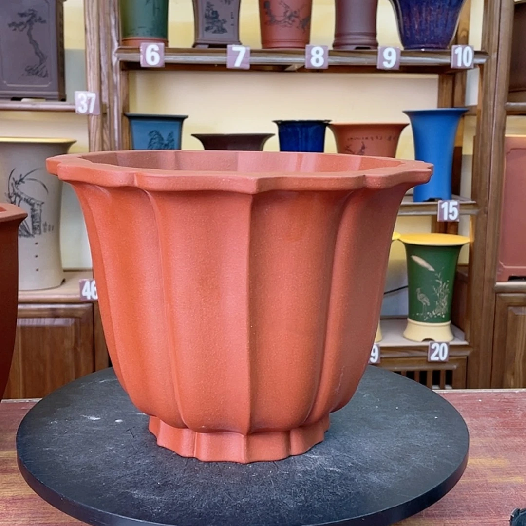 【闪购商品】紫砂花盆兰花4556555558888589