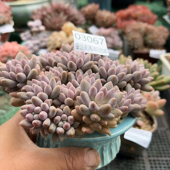 幸运儿的故事也太甜了