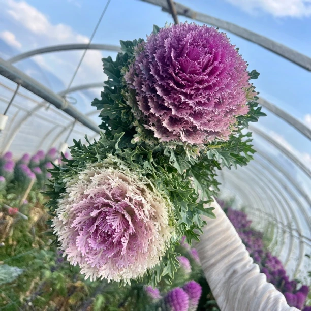 【羽衣甘蓝】蕾丝羽毛羽衣甘蓝鲜切花宝塔叶牡丹水培鲜花云南直发