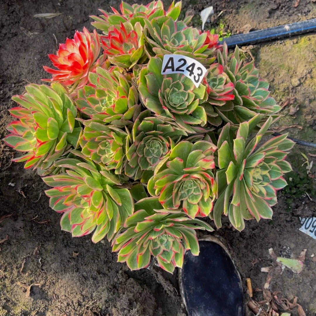 海燕法师26//////17包邮