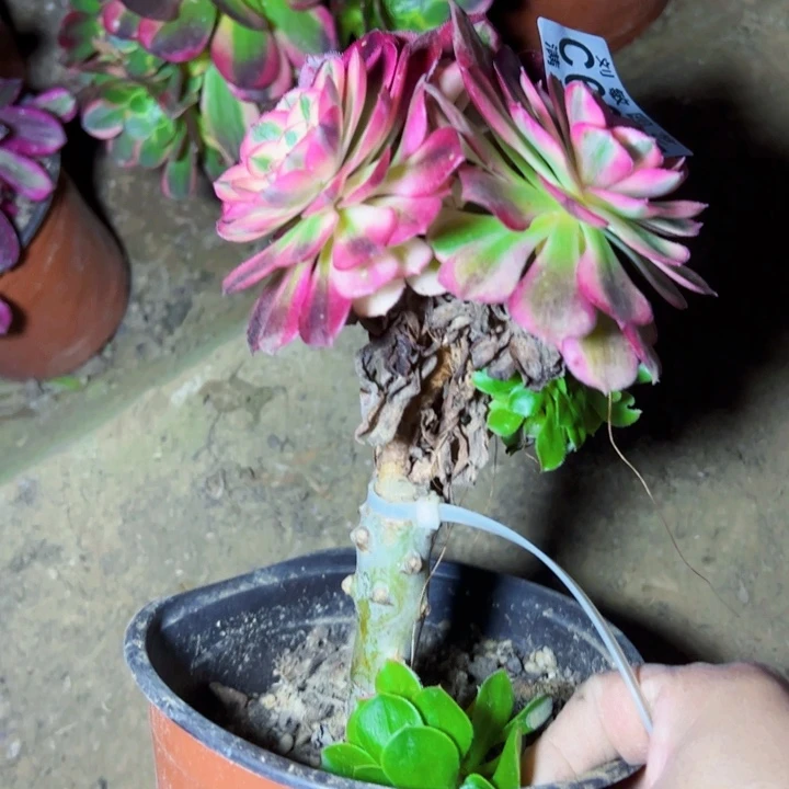 无根多肉植物法师6317