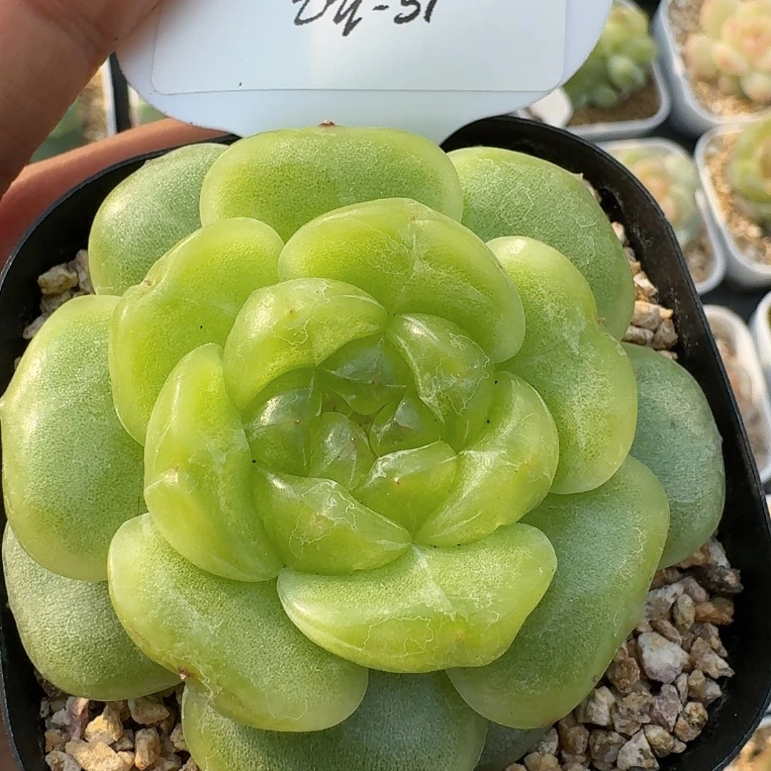 1026-051-欧若拉单头