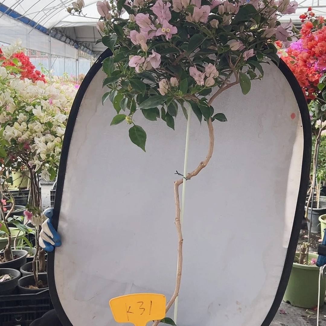 ！***大部分花苞少量开放K31苹果花