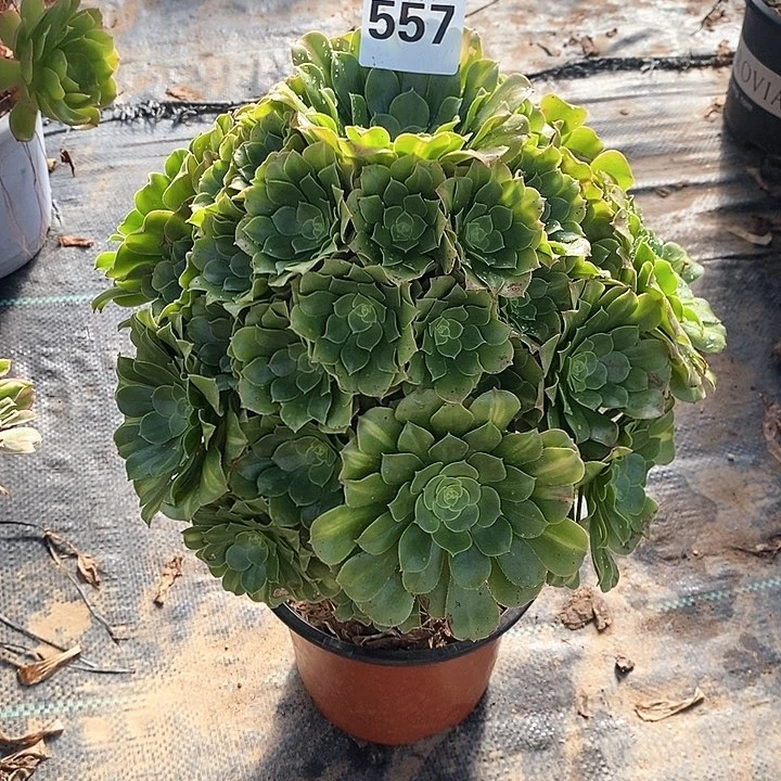 法师植物一物一拍12345678