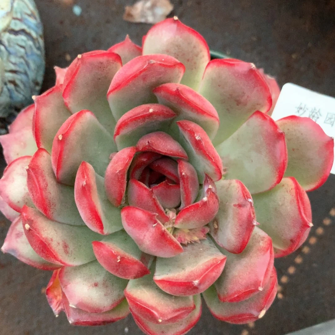 3263杂交多肉植物