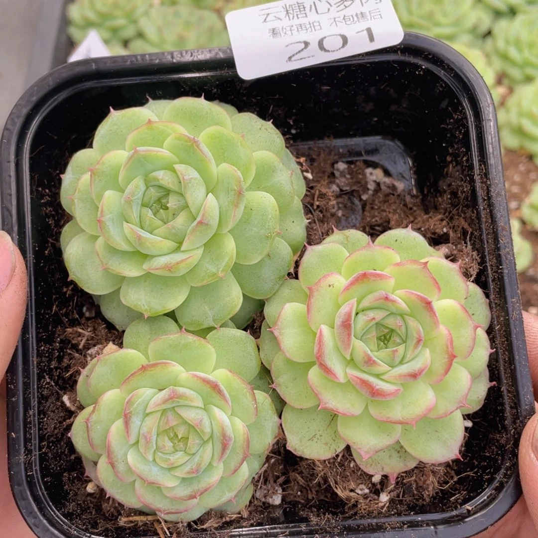 云糖心多肉植物201