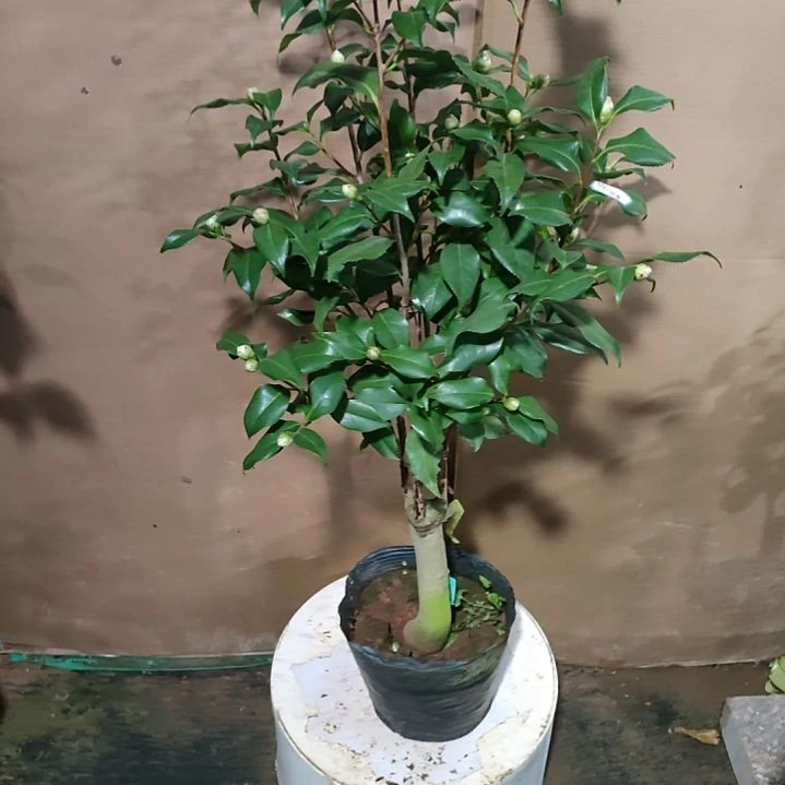 987百露之日暮，原盆原土发货，不包邮