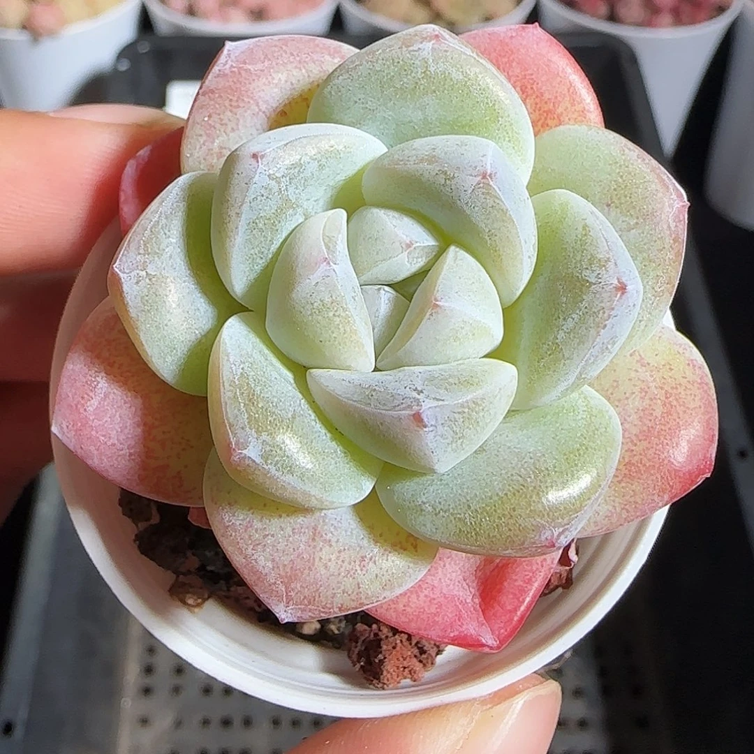 多肉1218-140冰玉