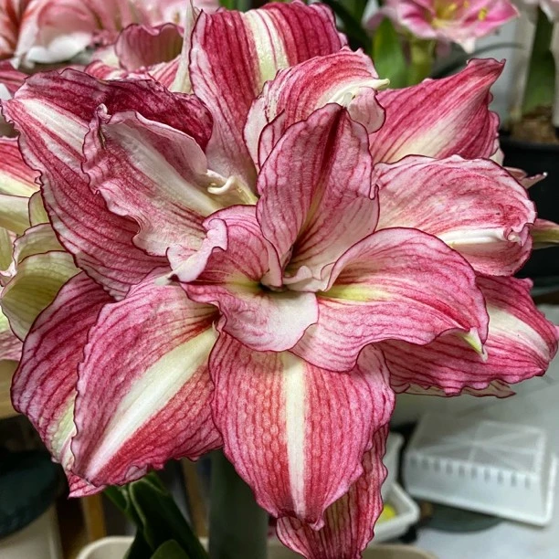 朱顶红澳洲朱安吉拉，包对版