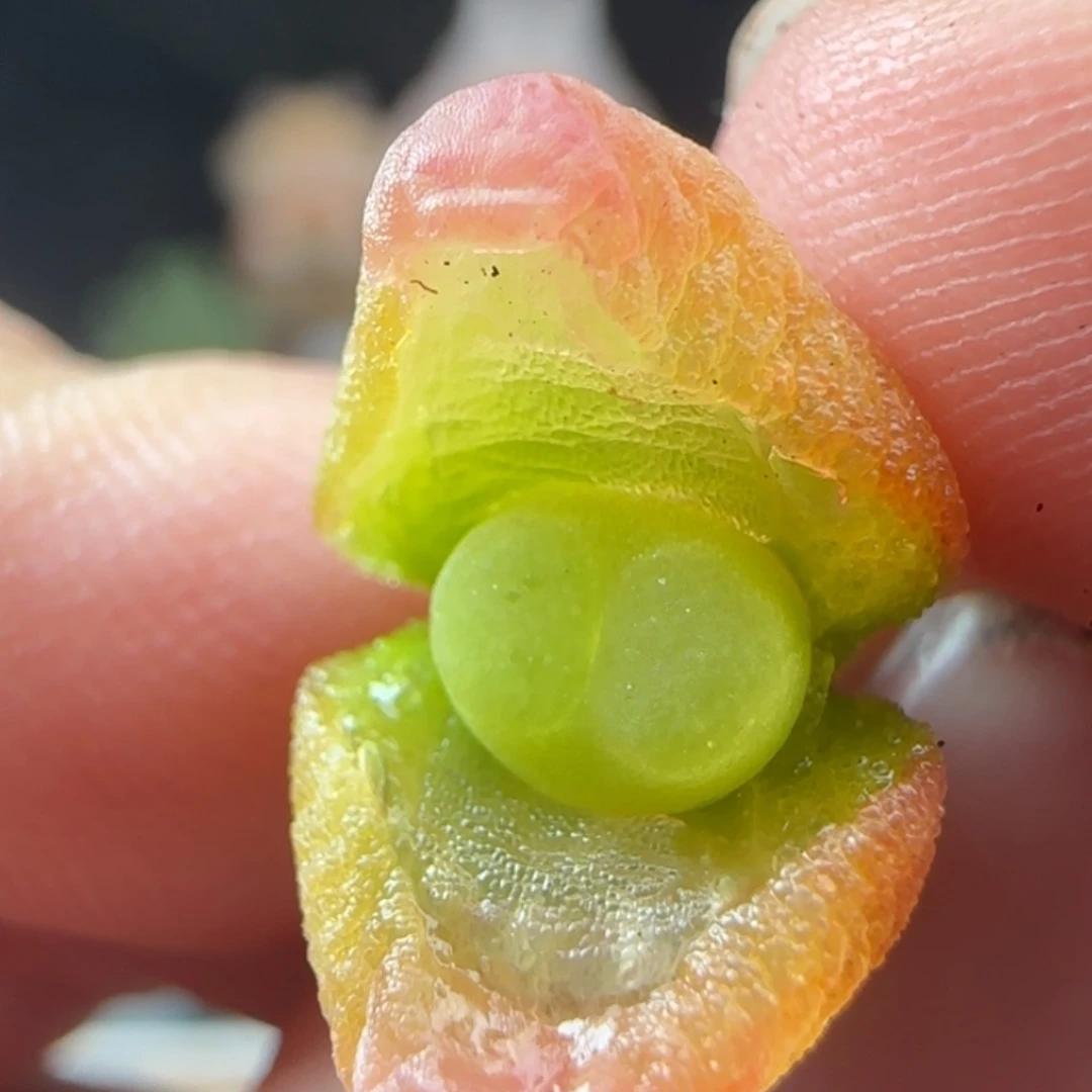 2.6.62/新头0.7 紫皮拉登