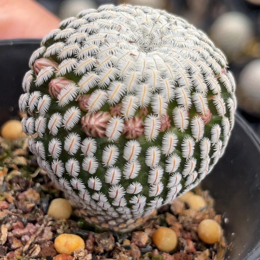 白斜子一物一拍3.2