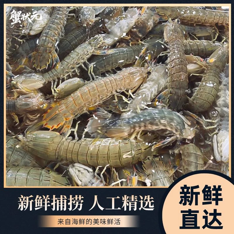 渤海湾冷水虾爬子皮皮虾活发包邮【保鲜不包活】公母混发