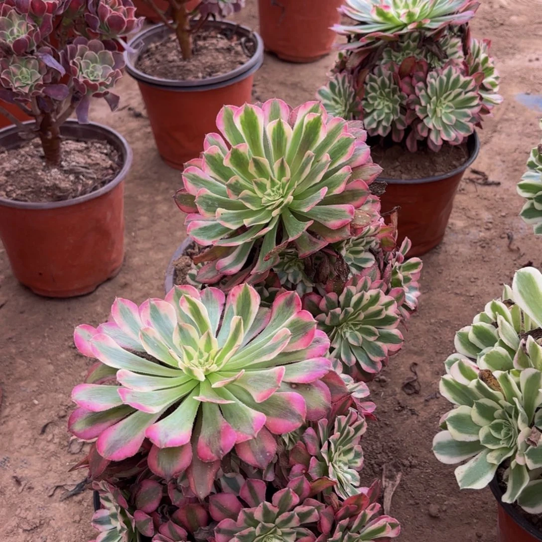 红铜壶超白12.8木质