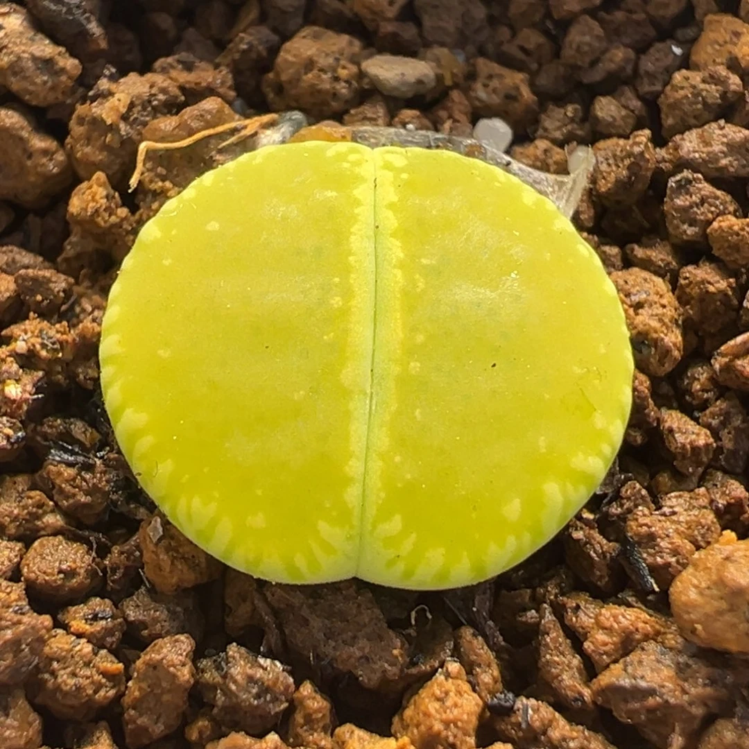 541多肉植物种类多样