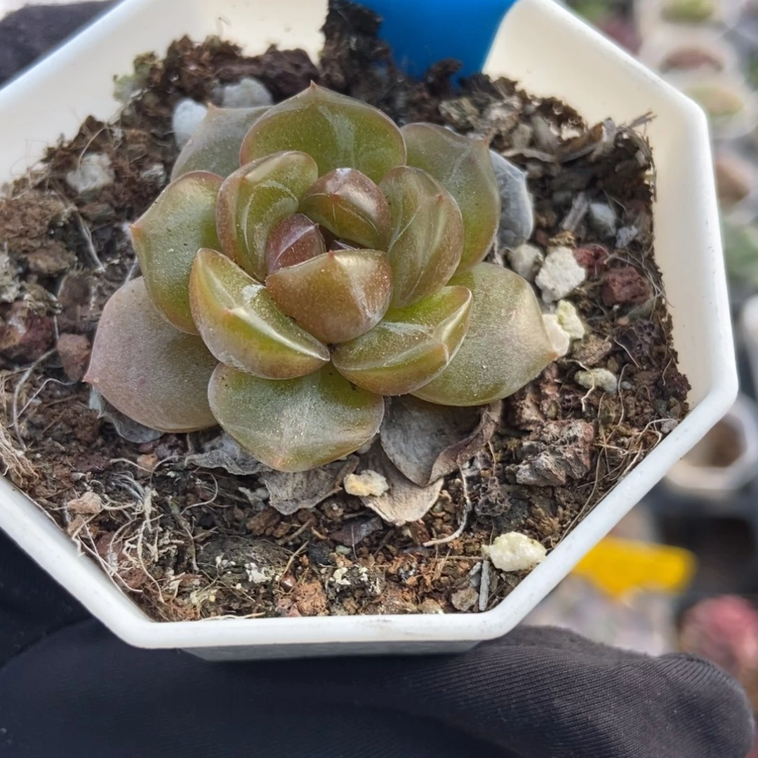 806红恋多肉植物多肉