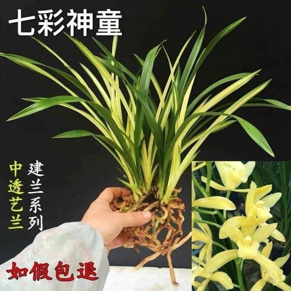 建兰七彩神童兰花盆栽浓香好养适合室内外阳台四季观赏