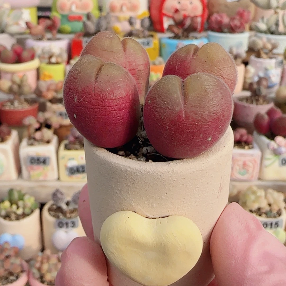 粉红毛翠 盆口3cm 微瑕