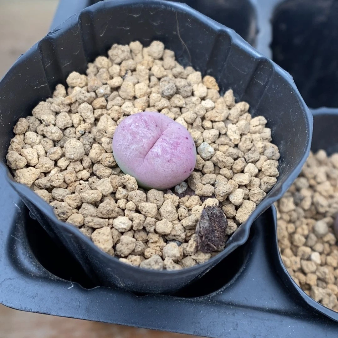 多肉植物肉锥杂交K-3487 缺水福利 嘴杂
