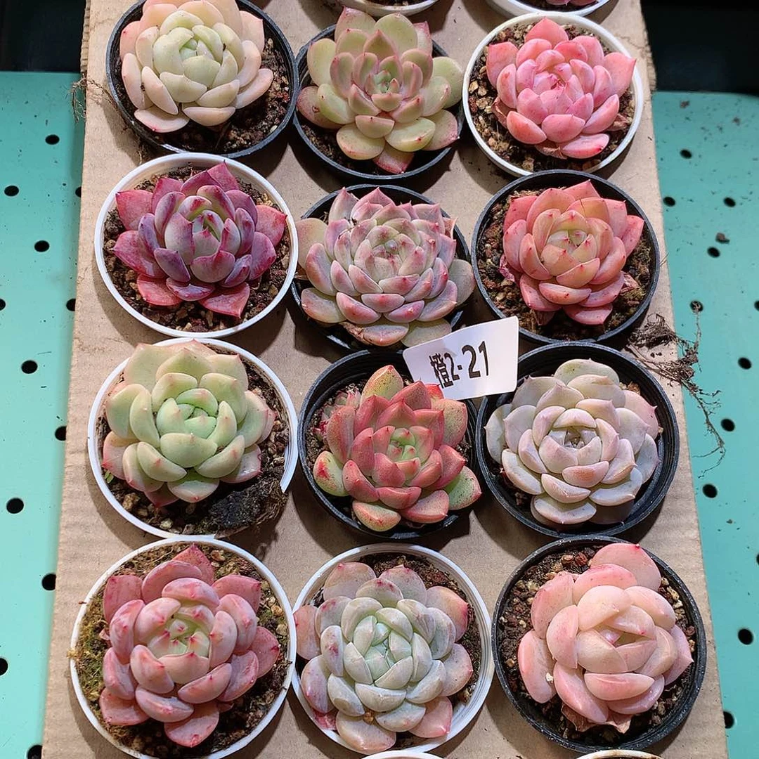 2-21一物一拍带盆18颗