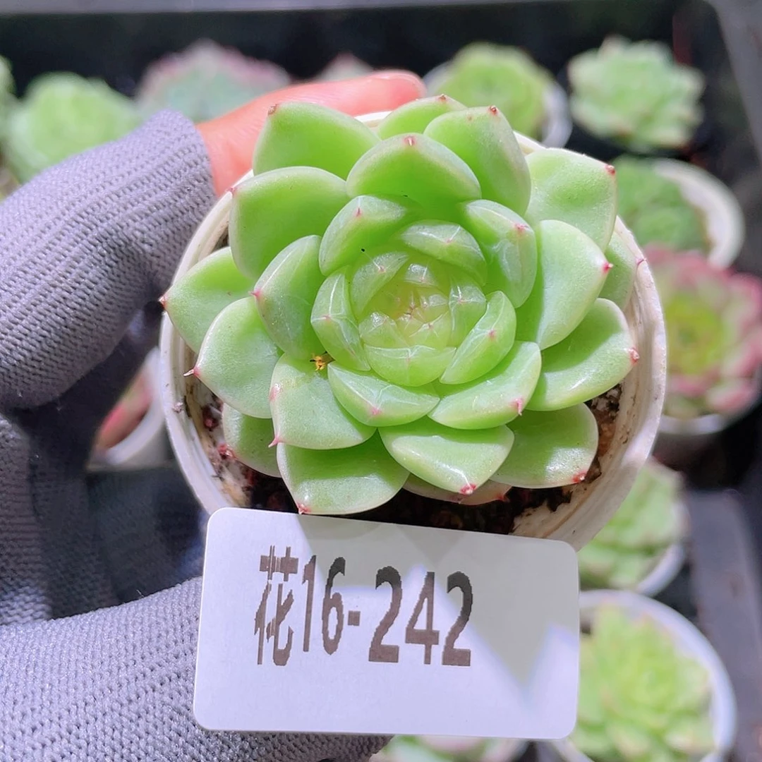 花利美16-242新品珍妮