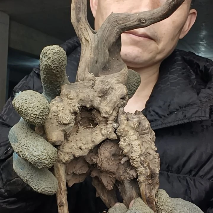 稳定木哈*贵州檬子木   铁马鞭   根艺  半成品