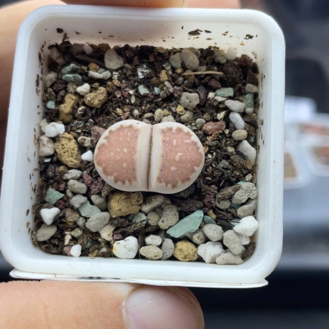 000000000000000000542