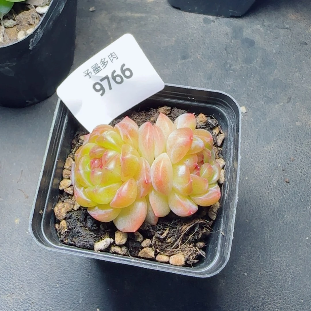 拿铁奶沫，9766多肉植物