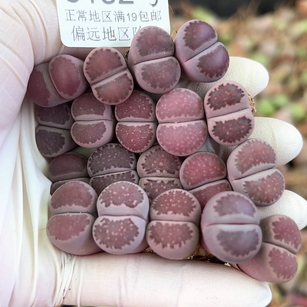 金****࿐3152 好养易活生石花大母本19个