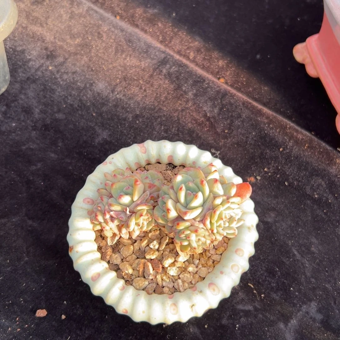 新年快乐 新年快乐 新年快乐