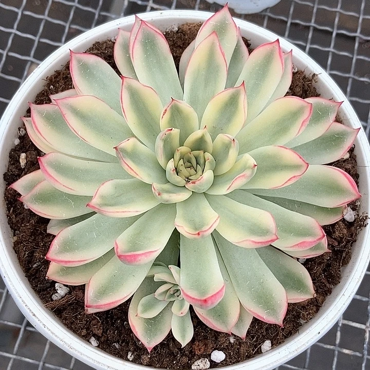 福利新圣骑兵锦多肉