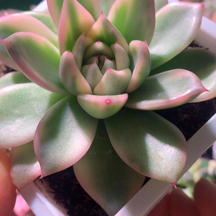 白玫瑰，锦哥多肉，