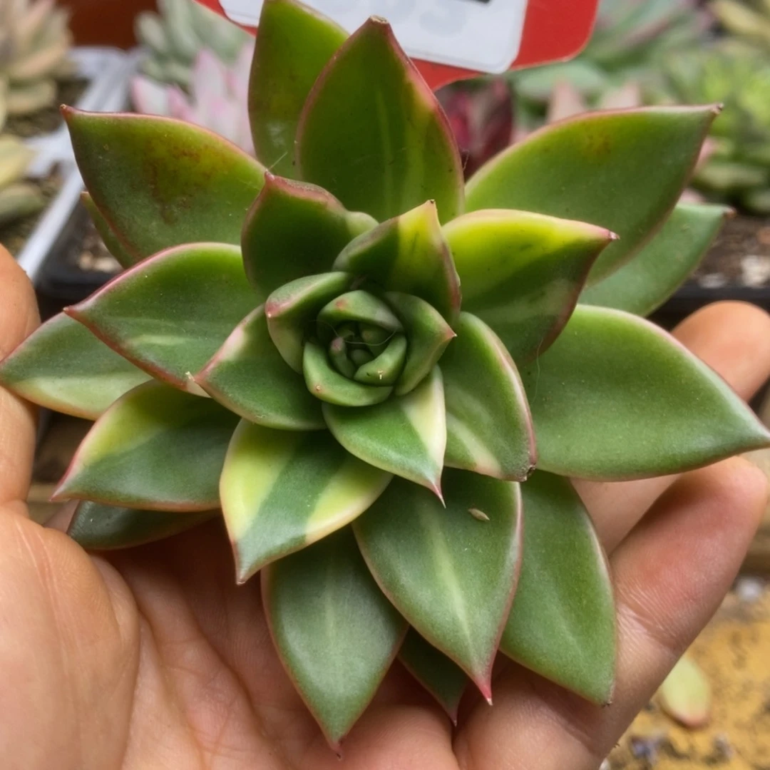 193藏宝图侧芽锦锦锦锦锦锦
