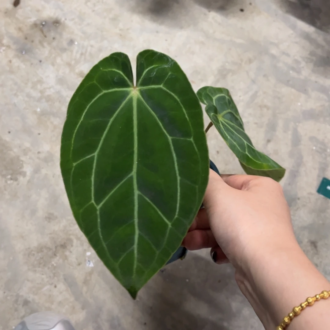 无花朵黑桃x （福利无售后