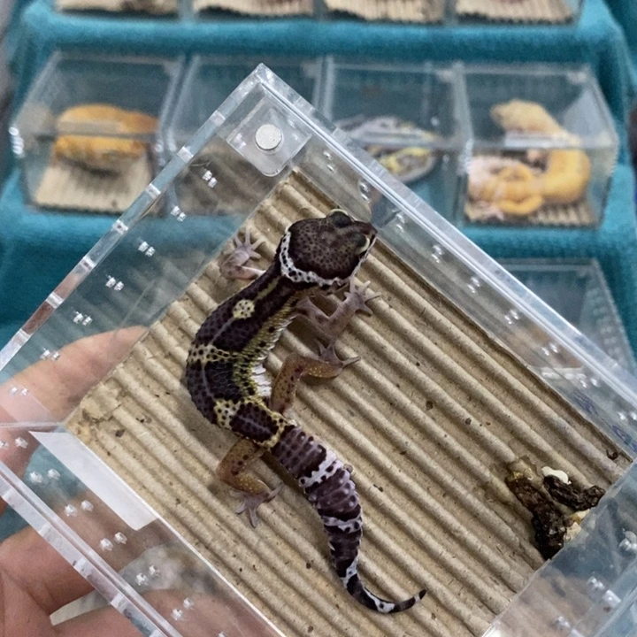 豹纹守宫黑夜弟弟