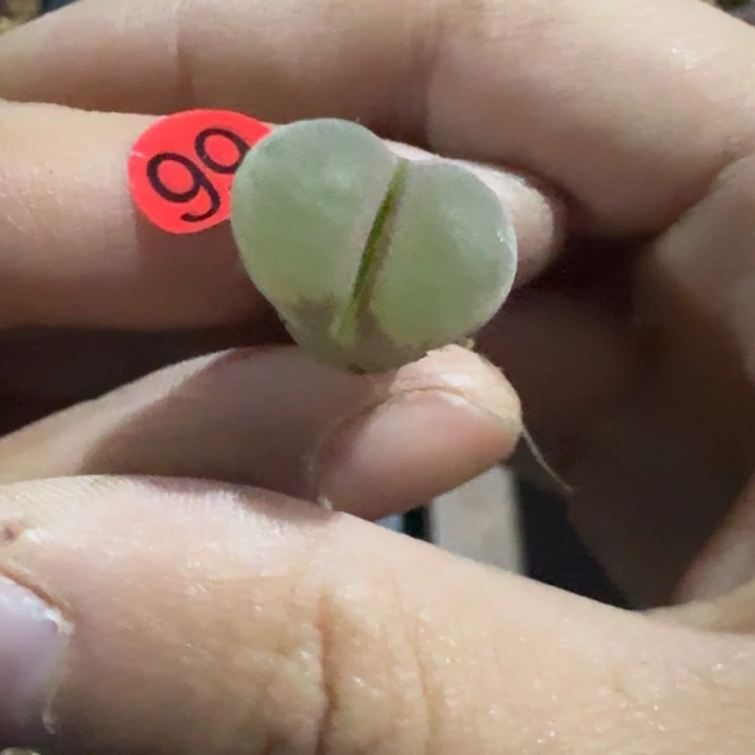 泡*啊99......多肉....