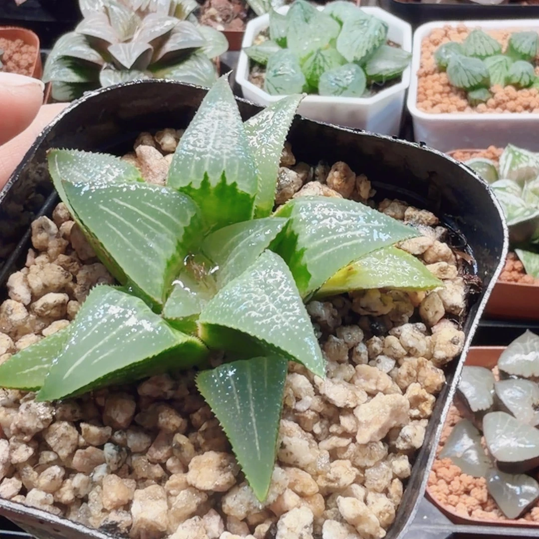 无花朵十二卷实生特远福利