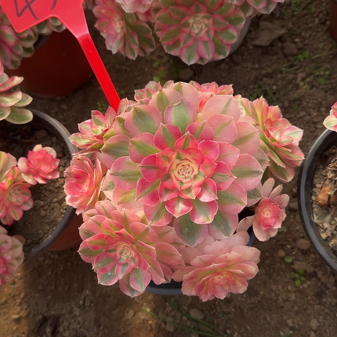 4505倾城多肉法师