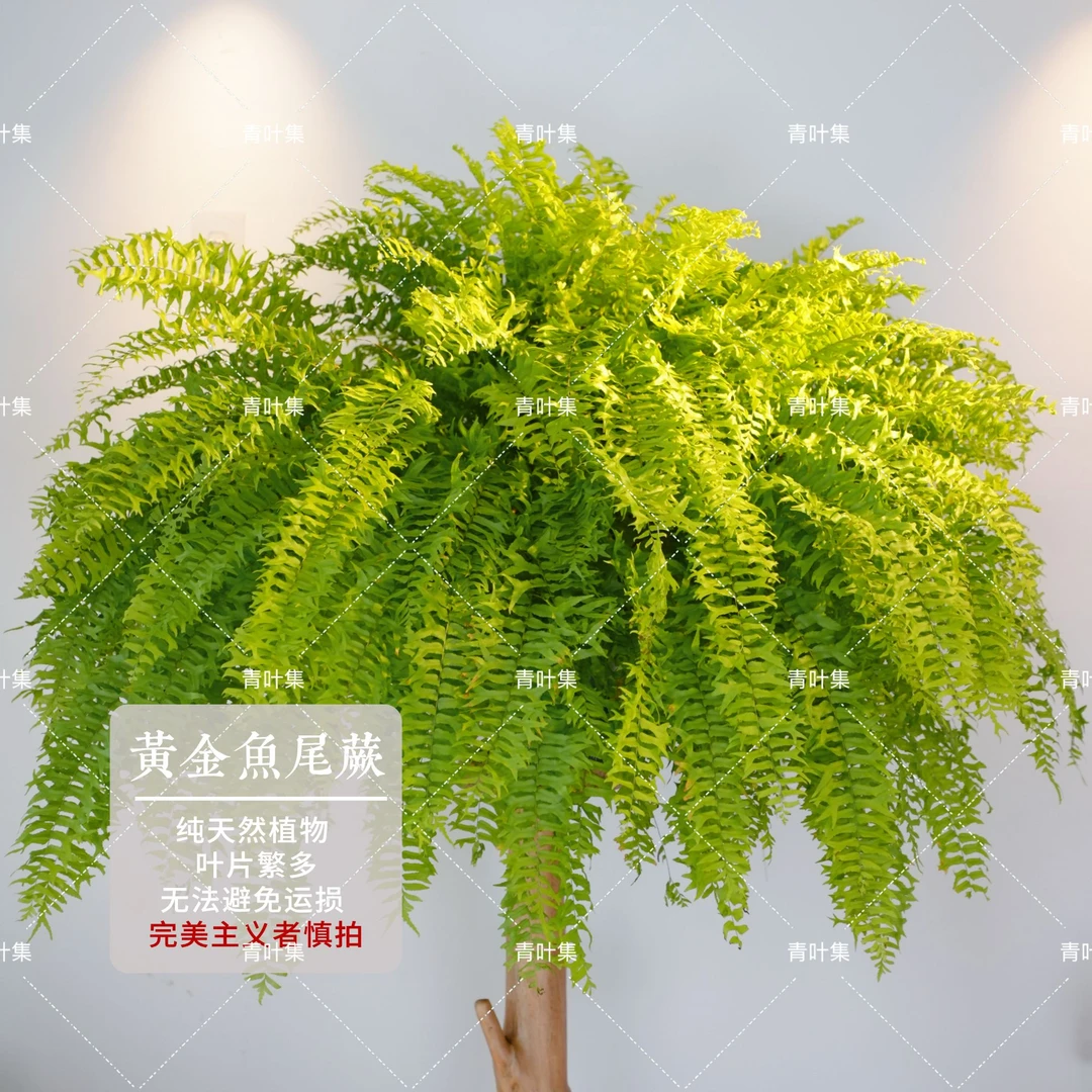 黄金鱼尾蕨缀化波士顿蕨净化空气吸甲醛绿植比霸王蕨茂盛
