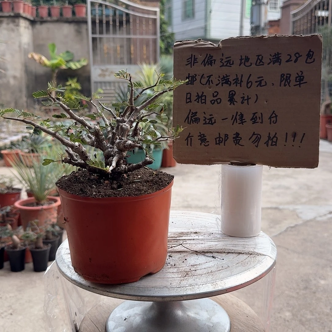 园艺实生沙漠苏木