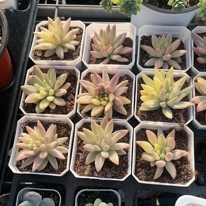 水晶球锦98364458445464664