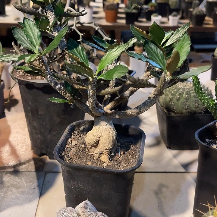 无花朵实生皱叶麒麟块根