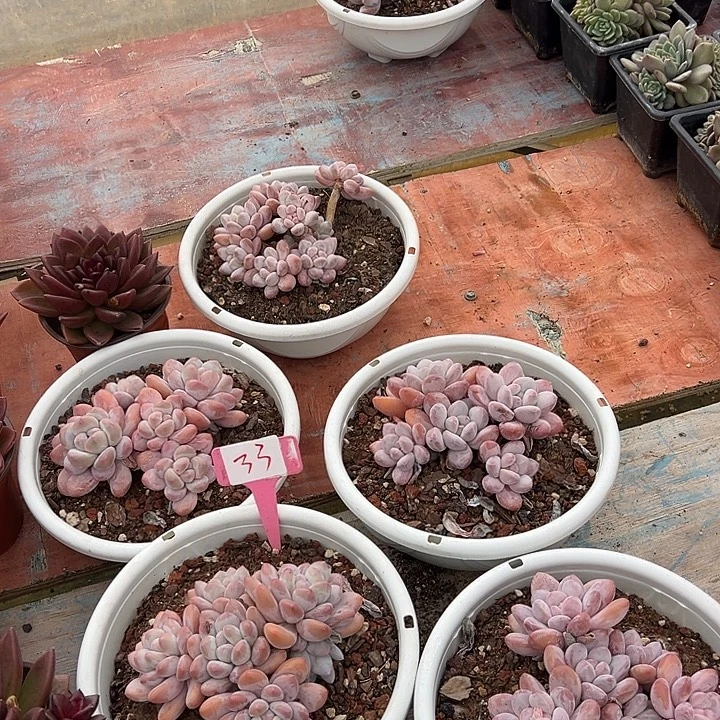 33香水一个脱土多肉肉