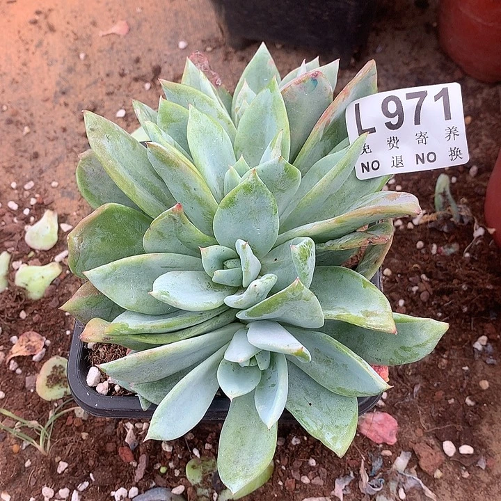 烟火朵朵 多肉植物9.28号发