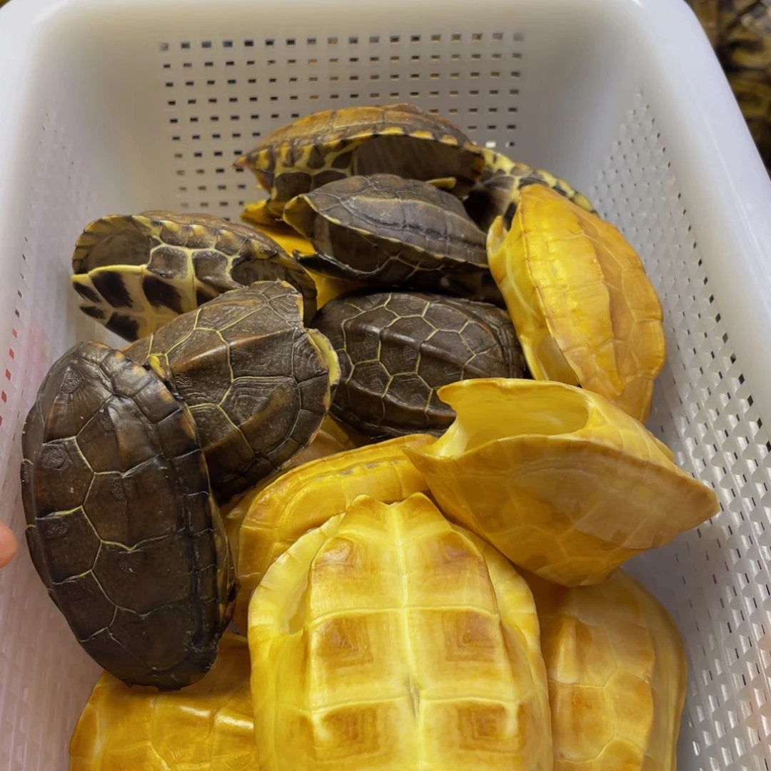 玉***淘微瑕龟甲15一只共16只