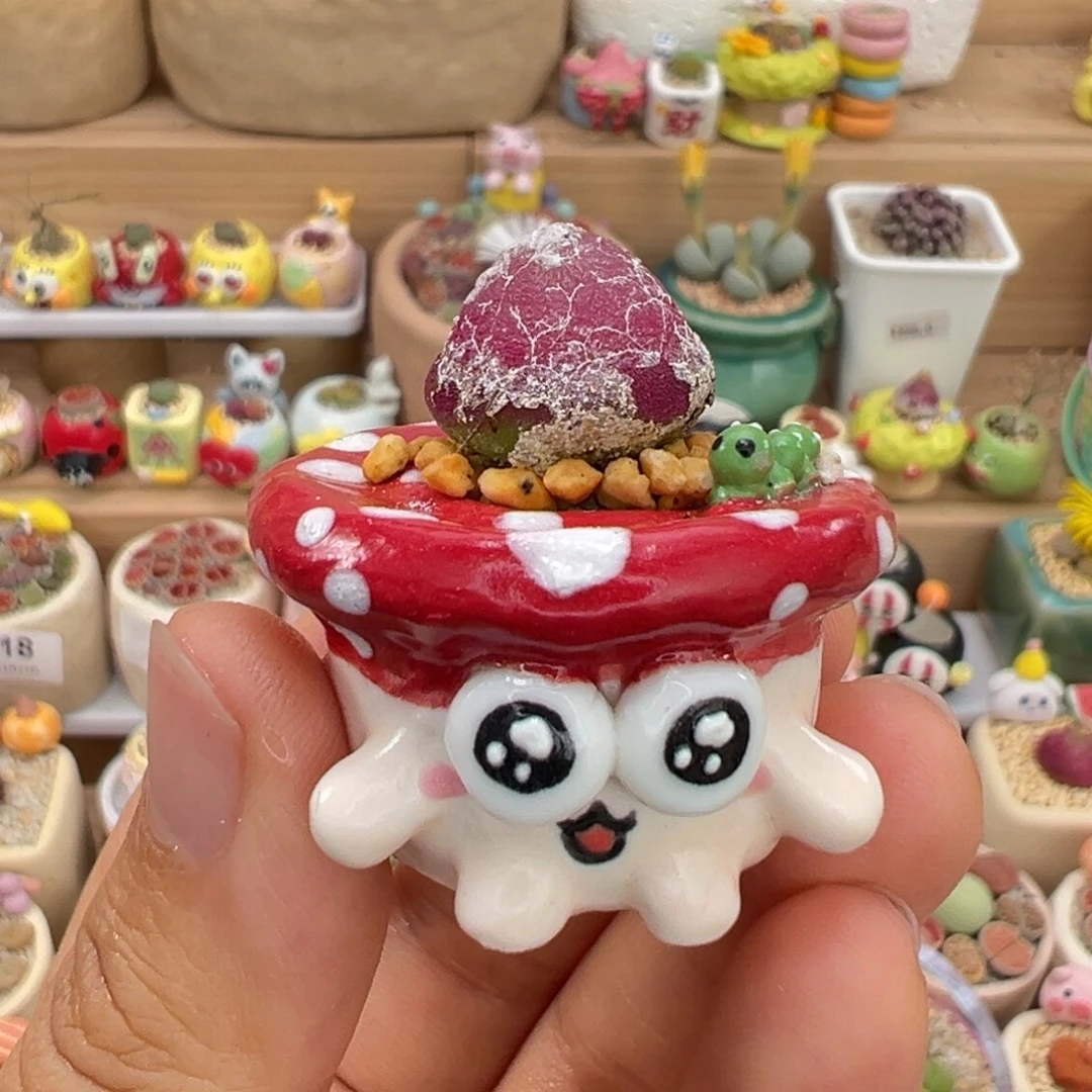 多肉植物26号灯泡