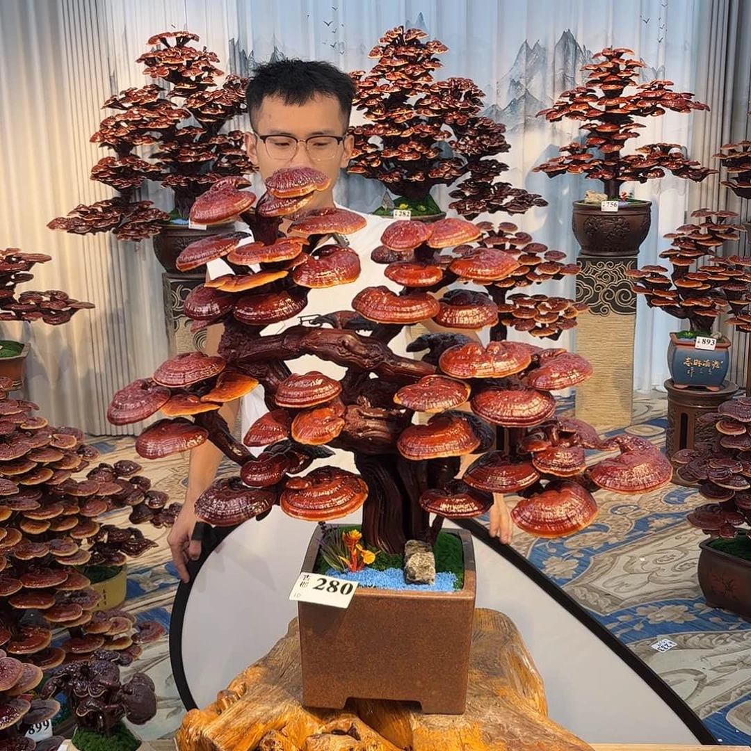 无花朵888888888888