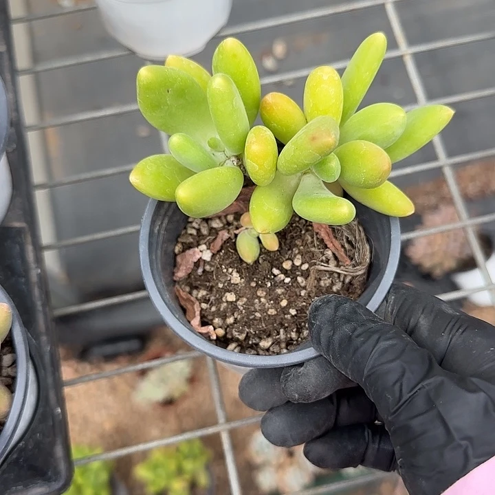 青蛙王子儿童牙膏111